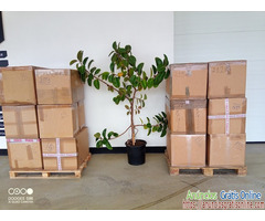 Transportes Mudanças Pega Tudo